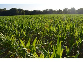 Property photo 40 - 64 Acre Farm Offered in 4 Tracts or in Combinations - Real Estate Auction
